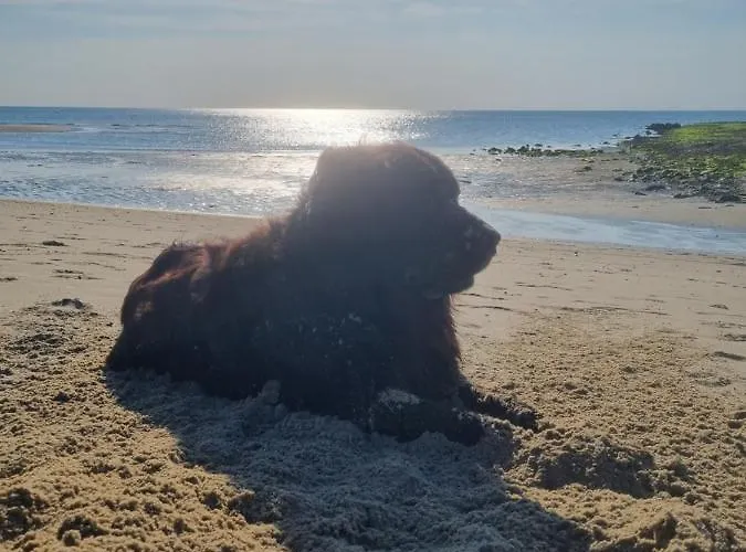 Meerblick Wattenmeer ,50m Vom Meer,strand 300m Horská chata Westerland